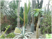 arburetum1