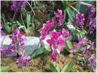 arburetum4