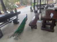 IMG20250327113442